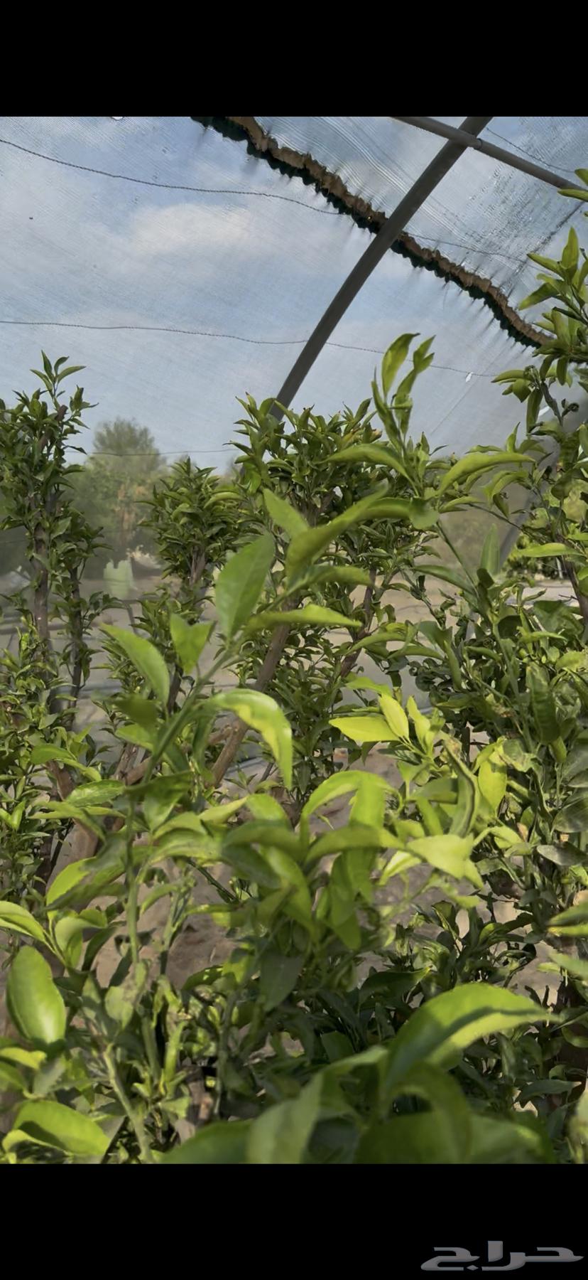 Orange Tree, Fandi Tree, and Lime Quat64512469101313113