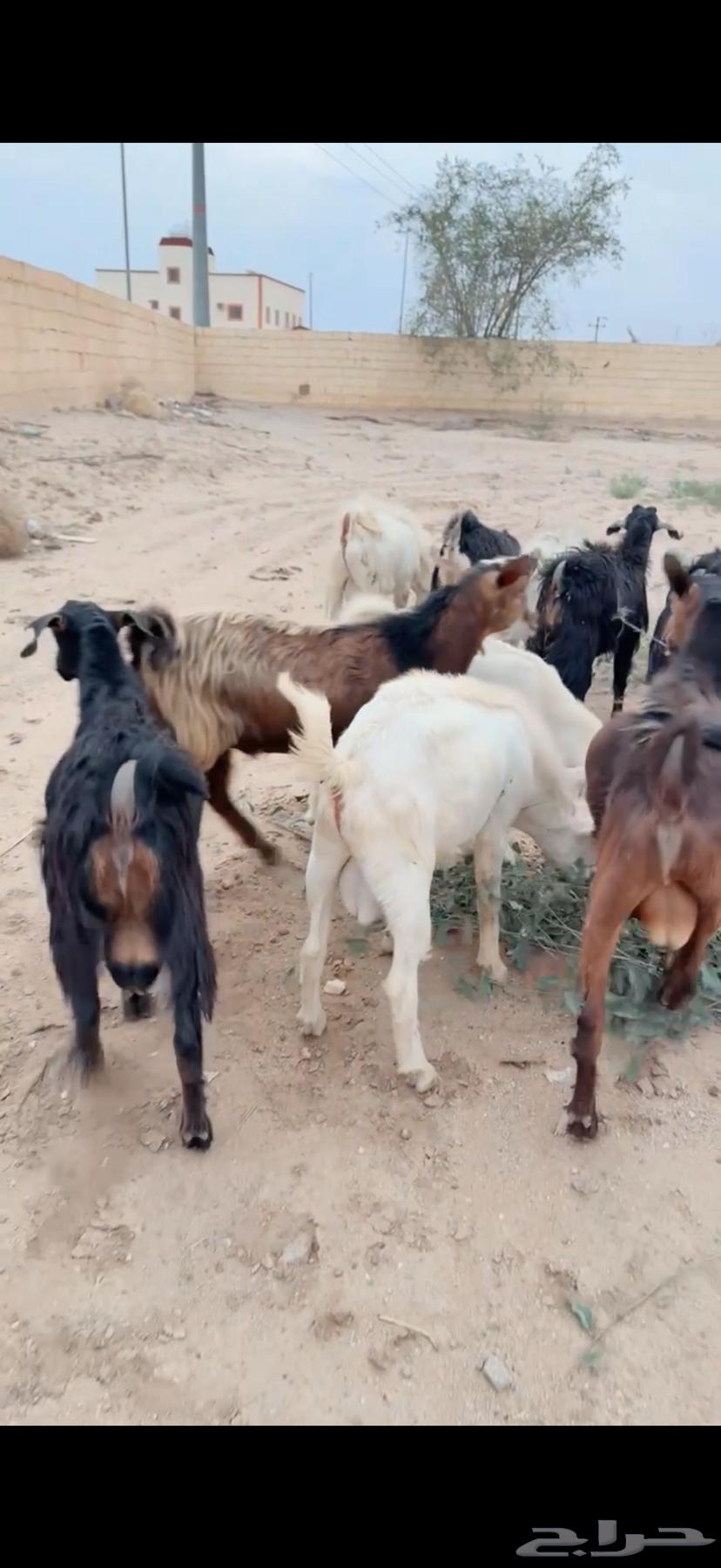 10 تيوس فل شحم64424457795587110