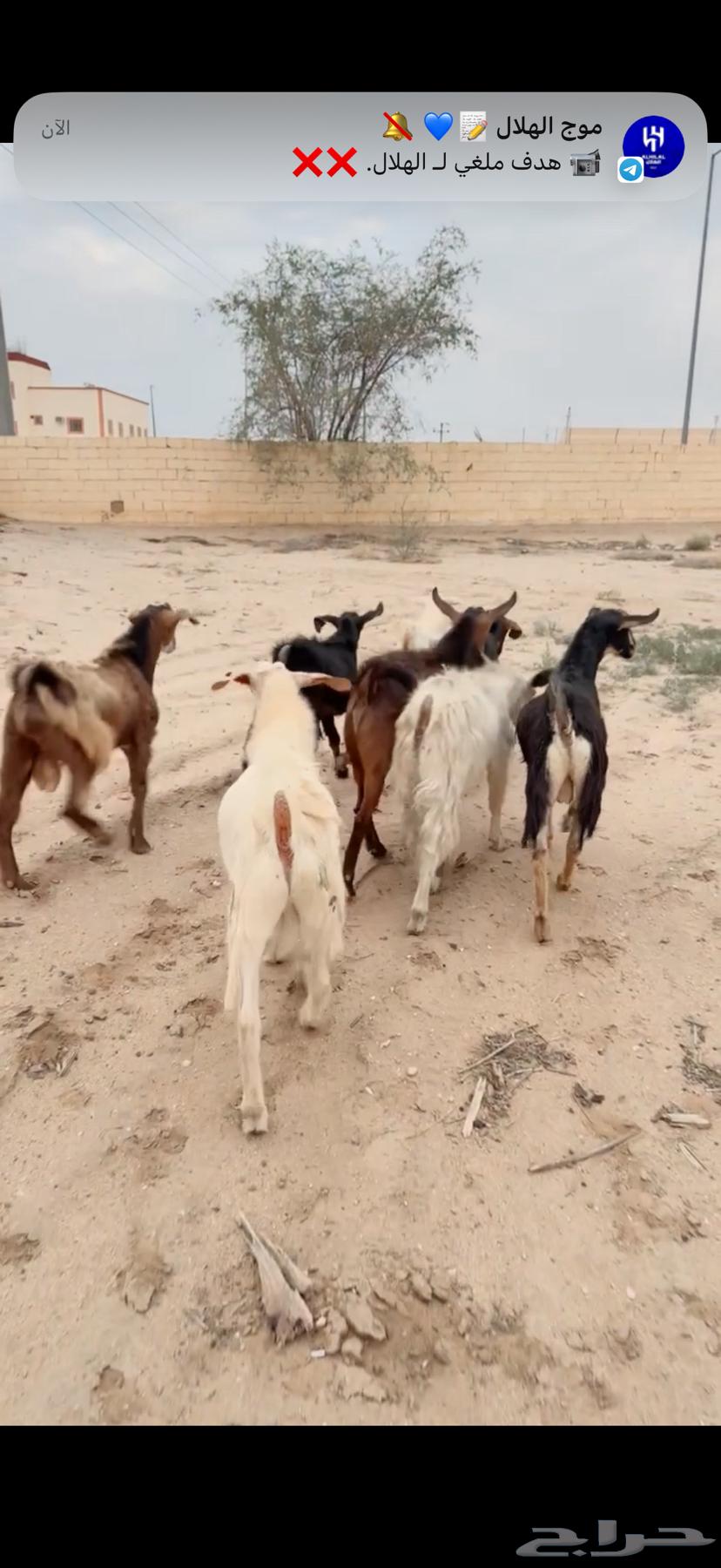 10 تيوس فل شحم64424457795587111