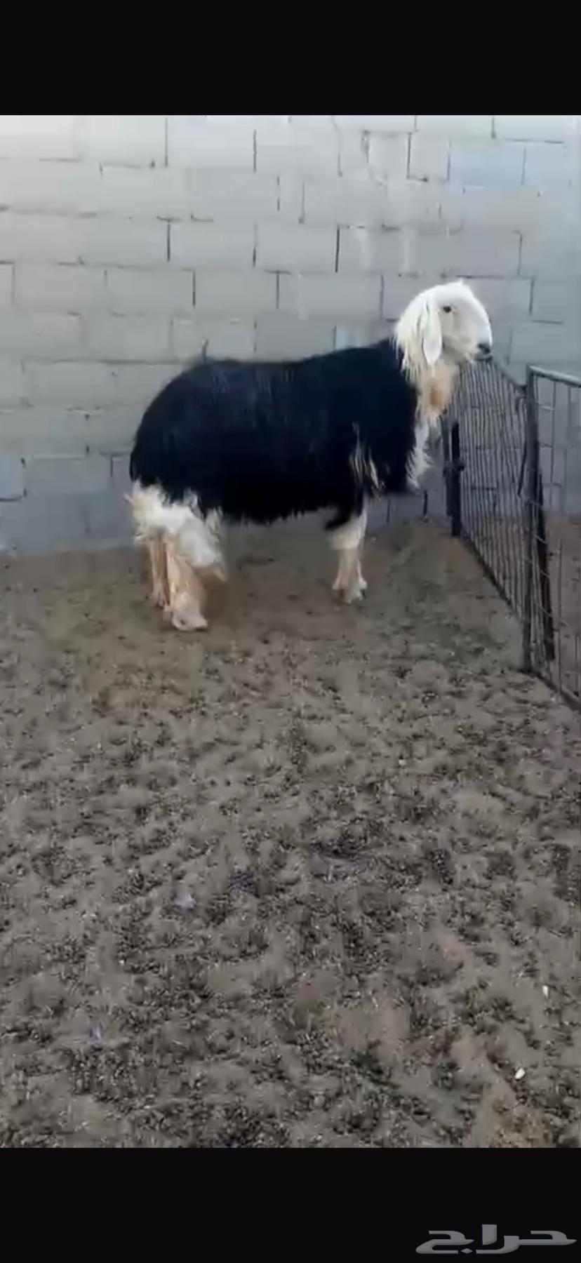 Purebred Najdi stallion with conditions64512065051906110