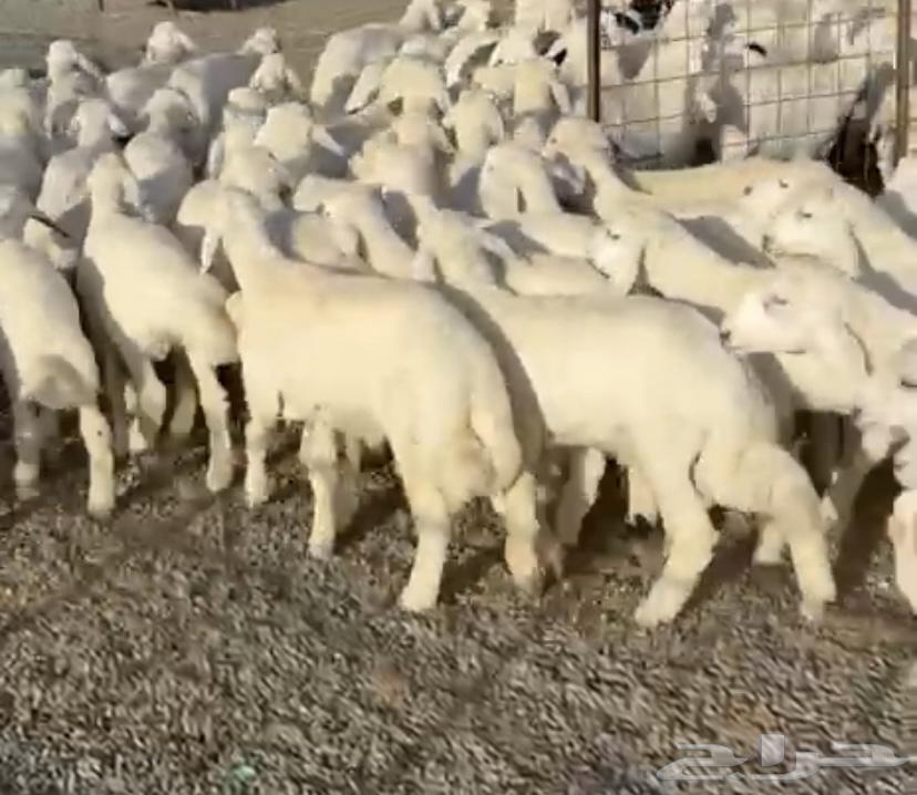 Luxury-bred sheep sold, click follow64511464822915110