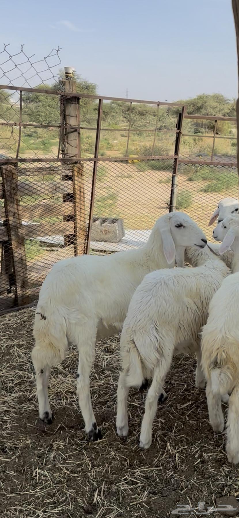 بهم حري كفو64516510856578110