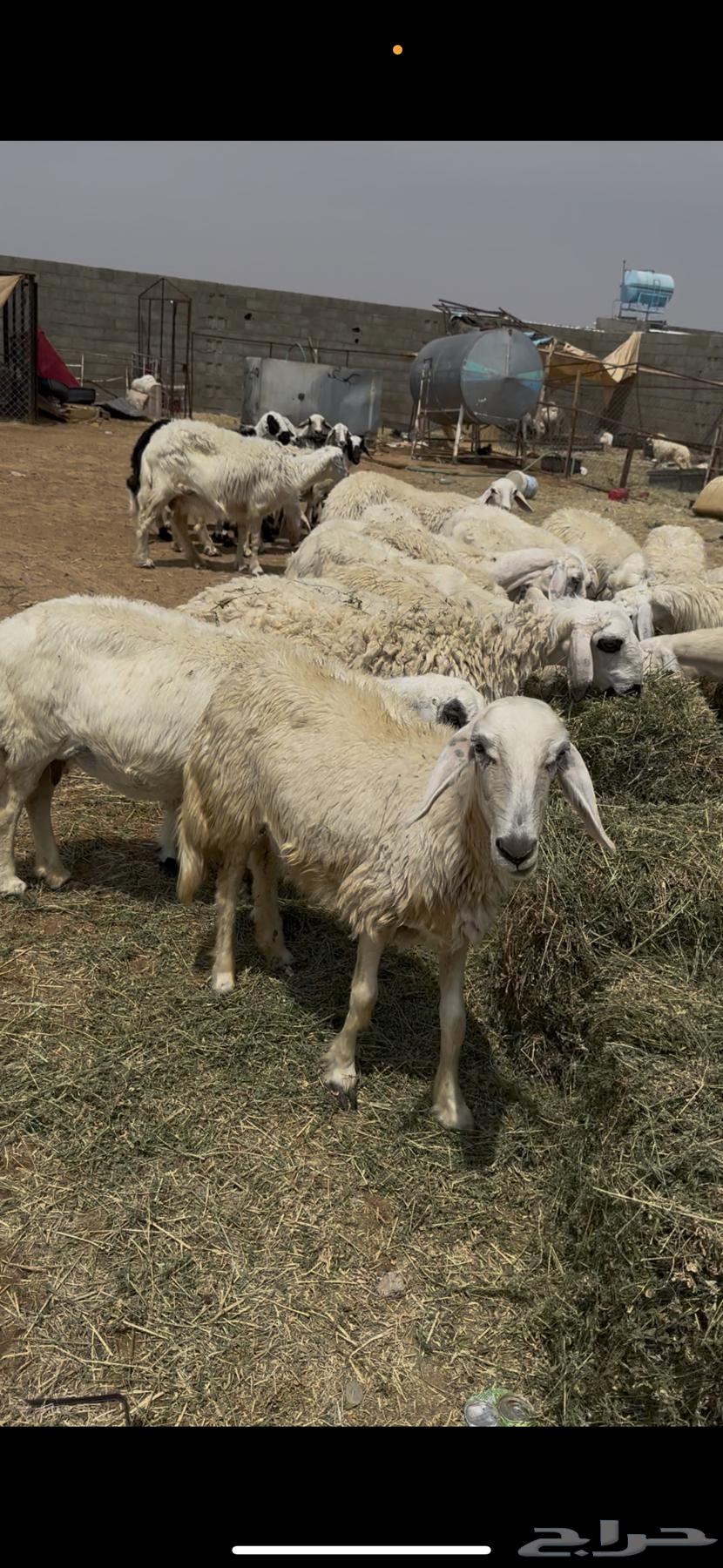 ضان بلديه دفيع العدد 2464515318769410110