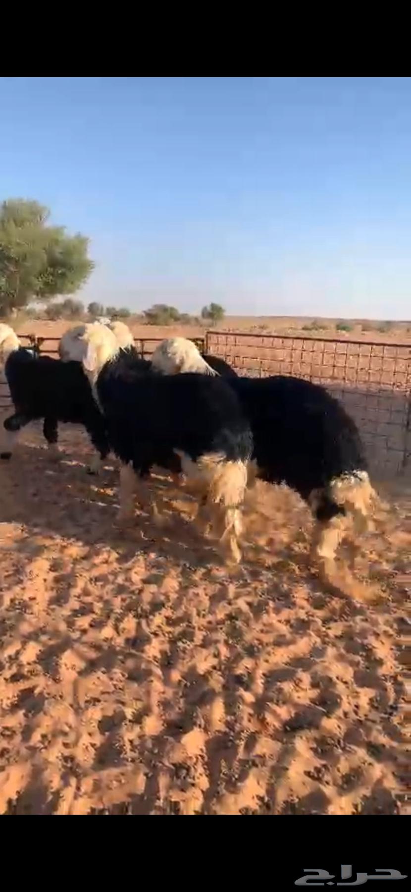 للبيع طليان نجد64513135409665112