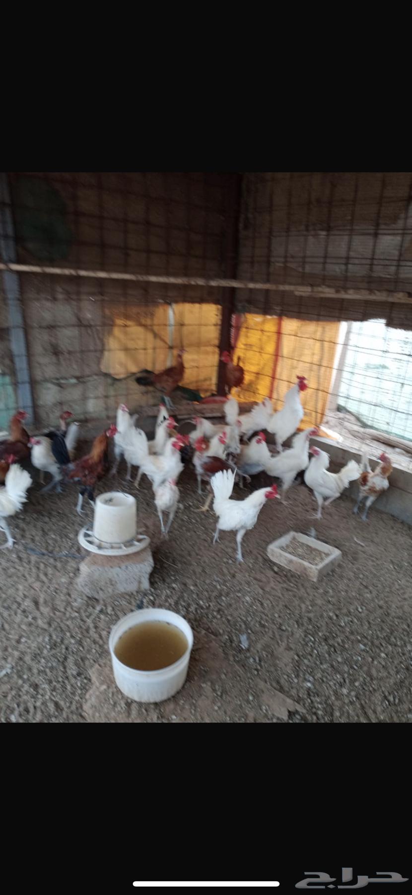 للبيع ديكه بلدي64516141773570113