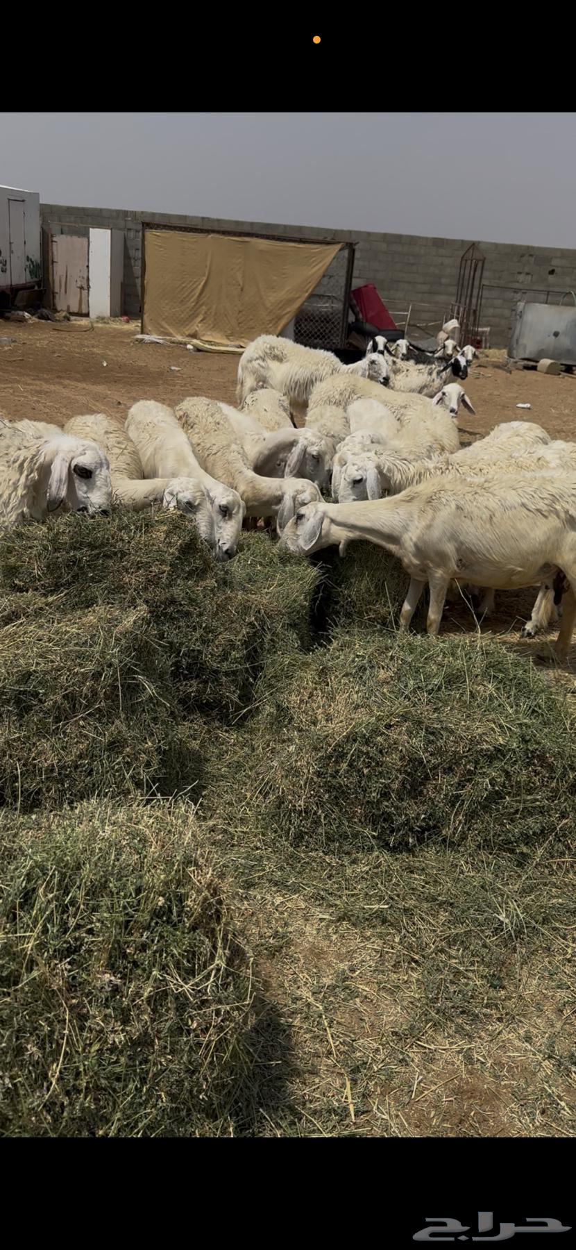 ضان بلديه دفيع العدد 2464515318769410114