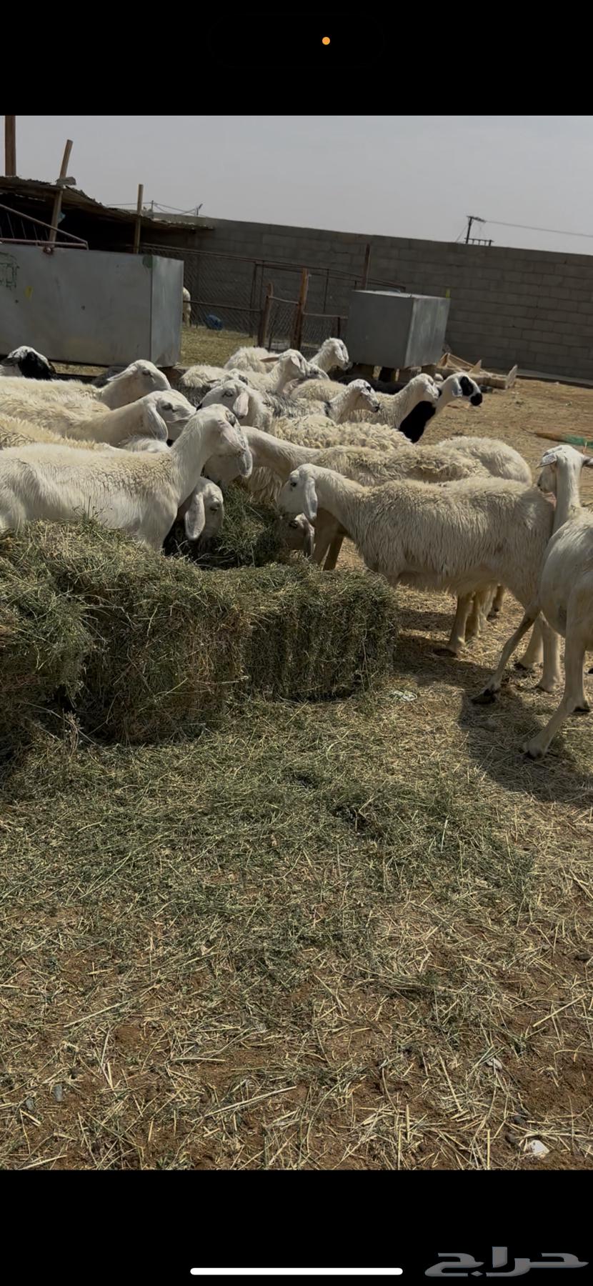 ضان بلديه دفيع العدد 2464515318769410112