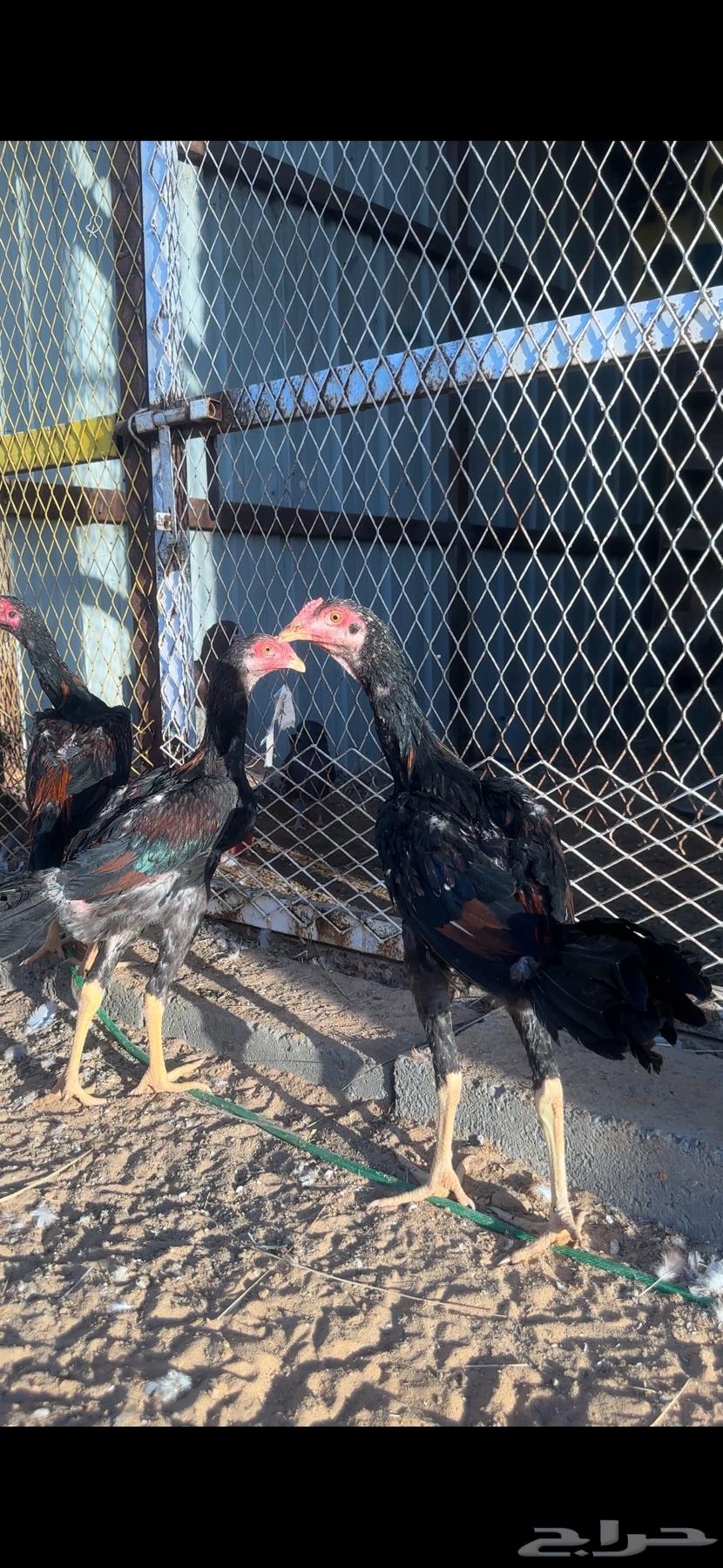 ديوك بكستاني64511703434499111