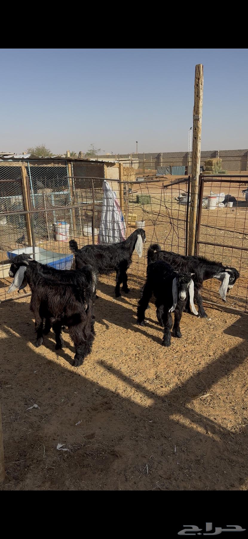 ذبايح بريه للبيع64516850907523113