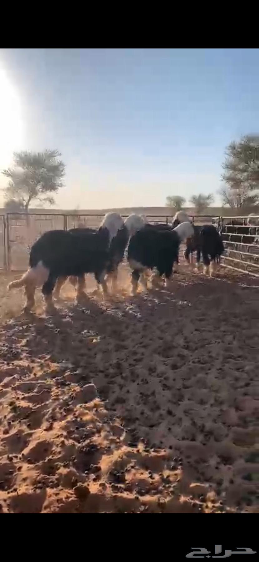 للبيع طليان نجد64513135409665114