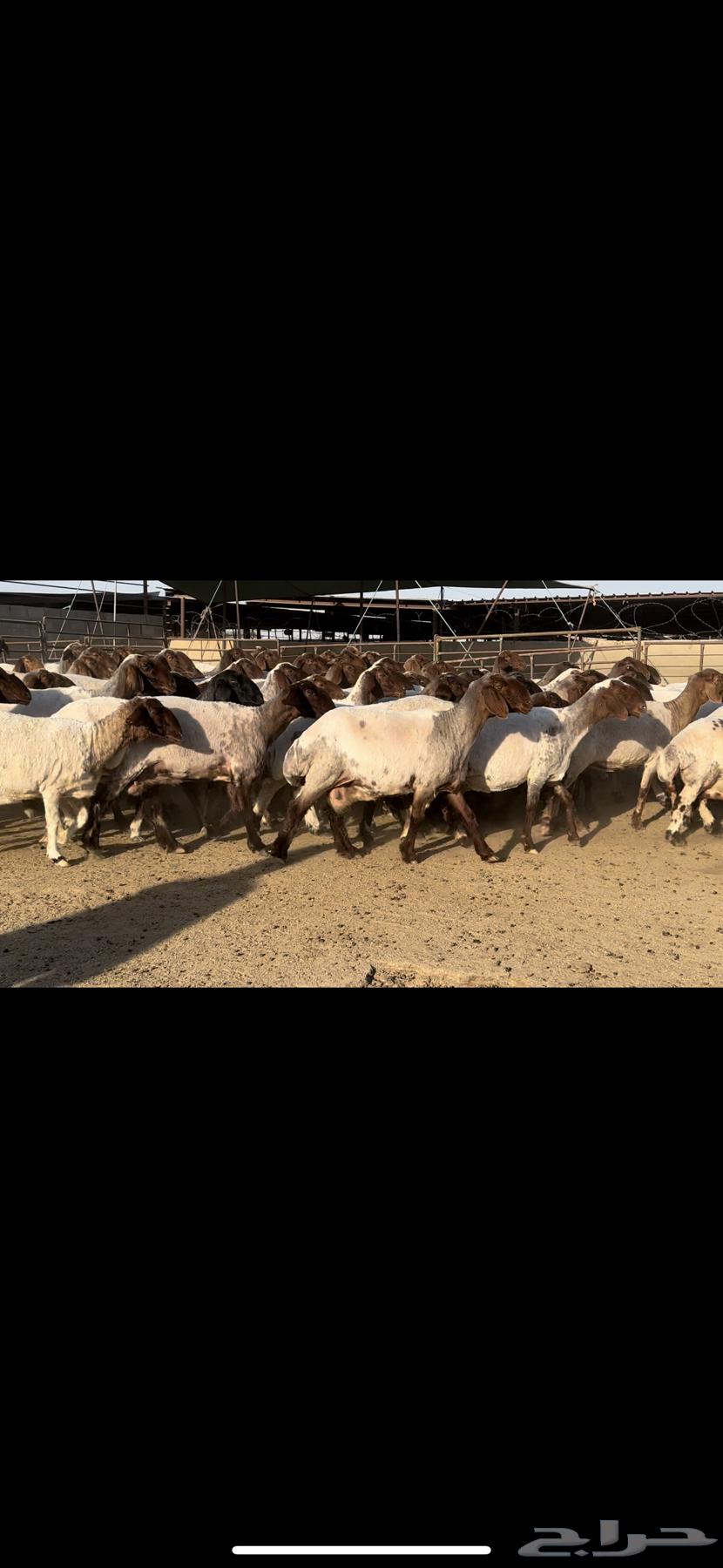 غنم نعيم مراح شرط الدفيع للبيع64516240019587113