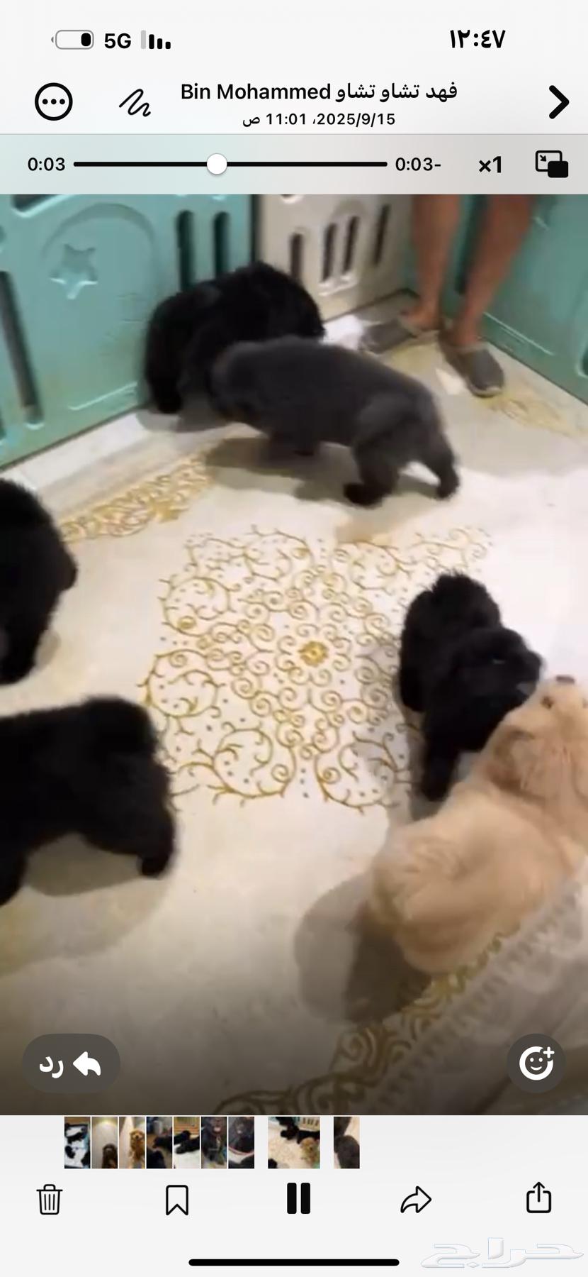 Chow Chow Puppies64511071499267113