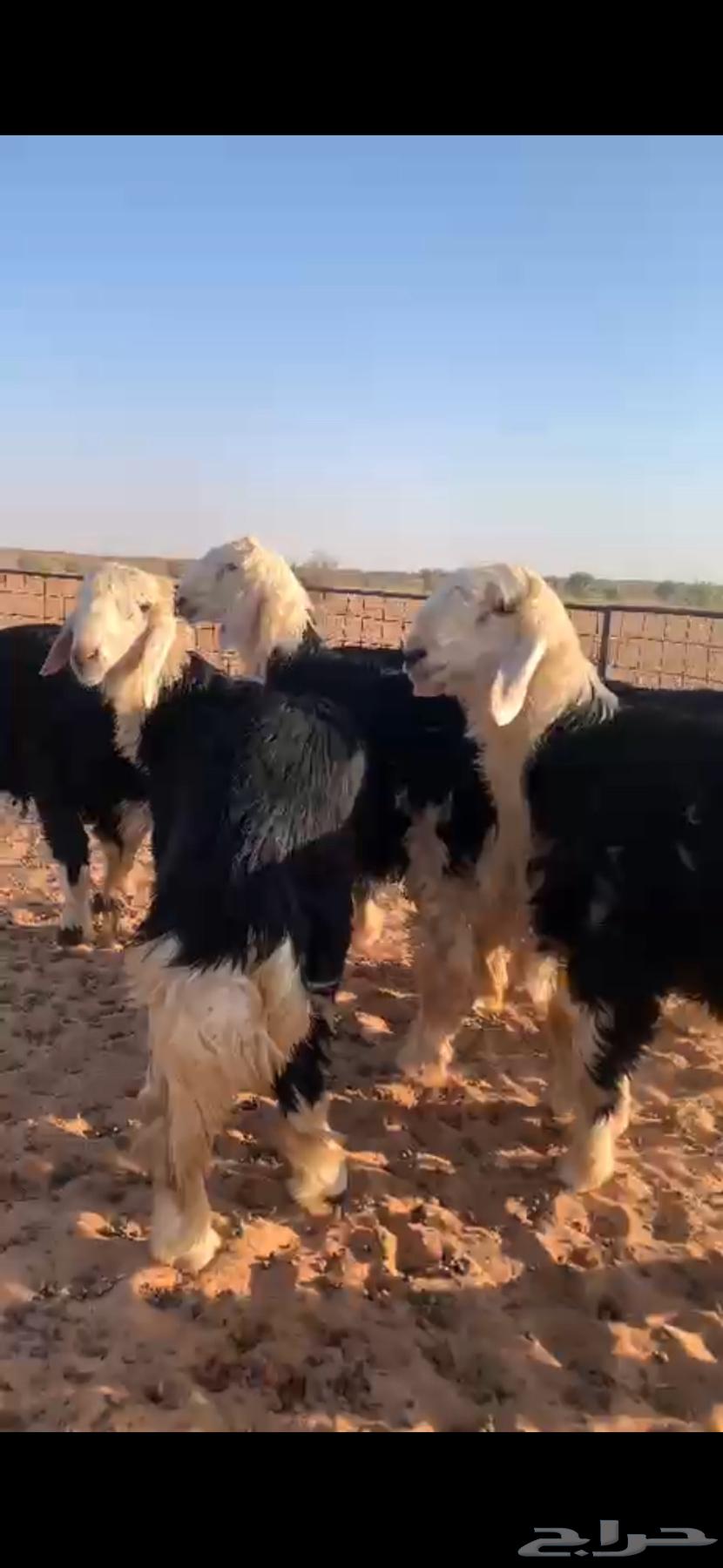 للبيع طليان نجد64513135409665111