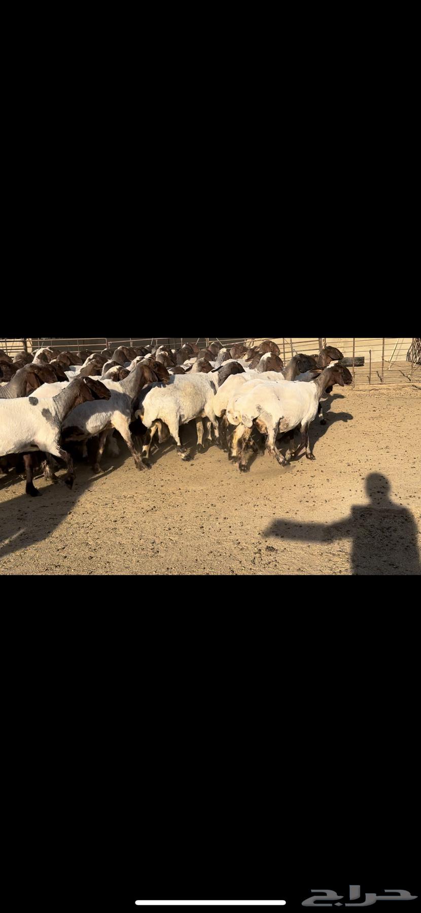 غنم نعيم مراح شرط الدفيع للبيع64516240019587114