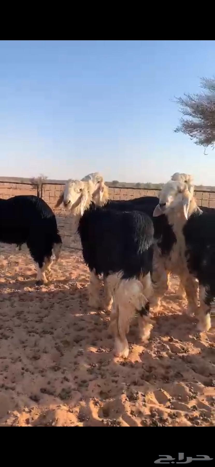 للبيع طليان نجد64513135409665110