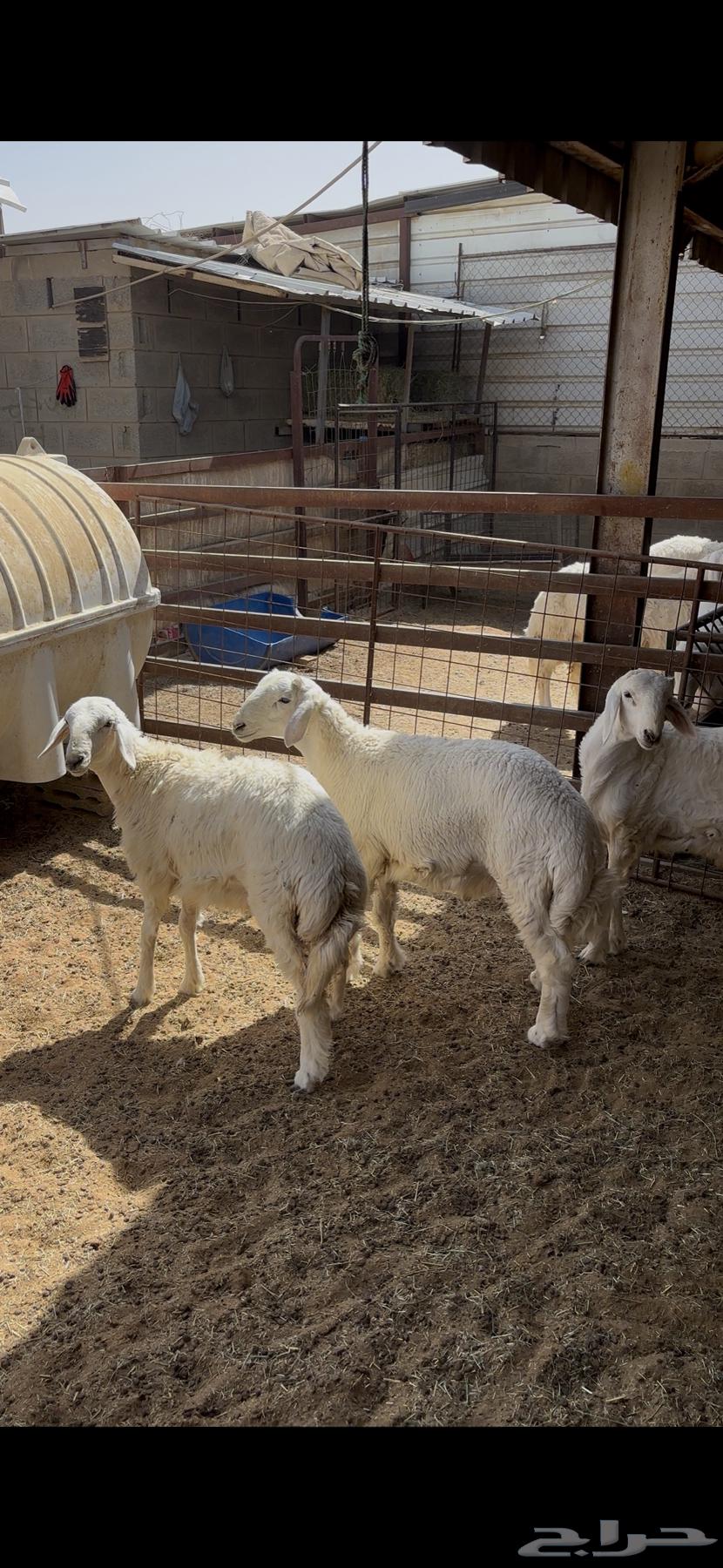 ذبايح بريه للبيع64516850907523111