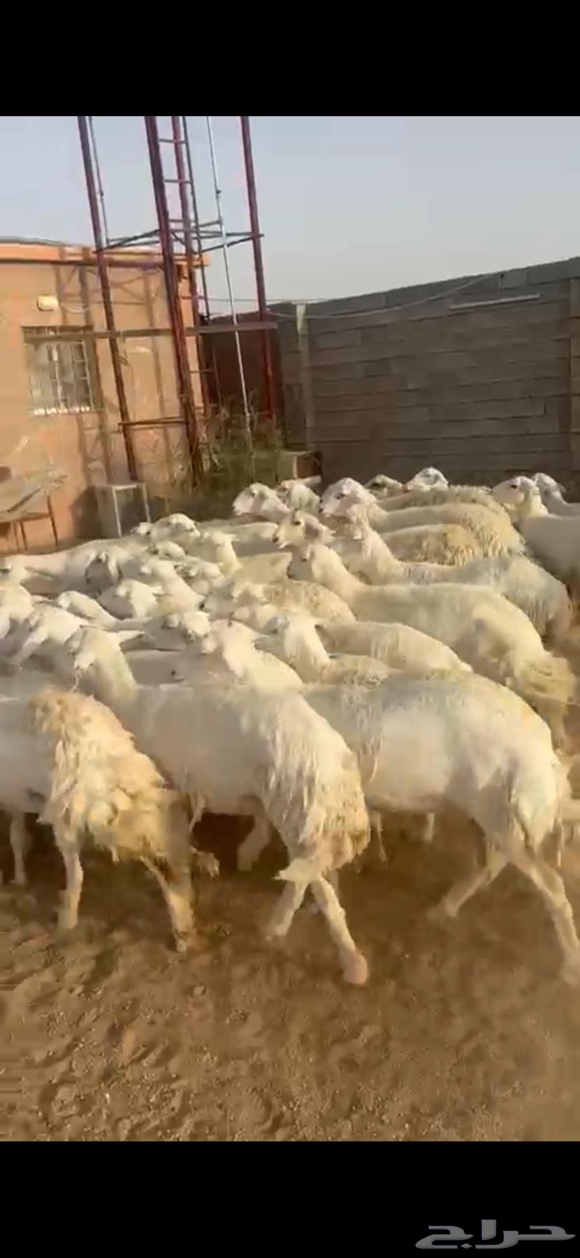 ضان حرية مقاني دفيع64510888076930112