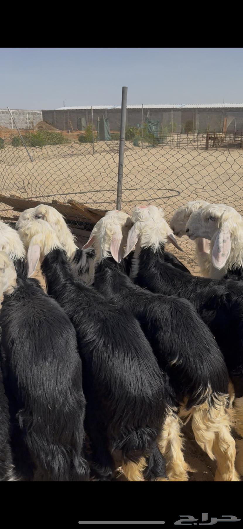 ذبايح نجد بريات فل نظاف64513368744194110