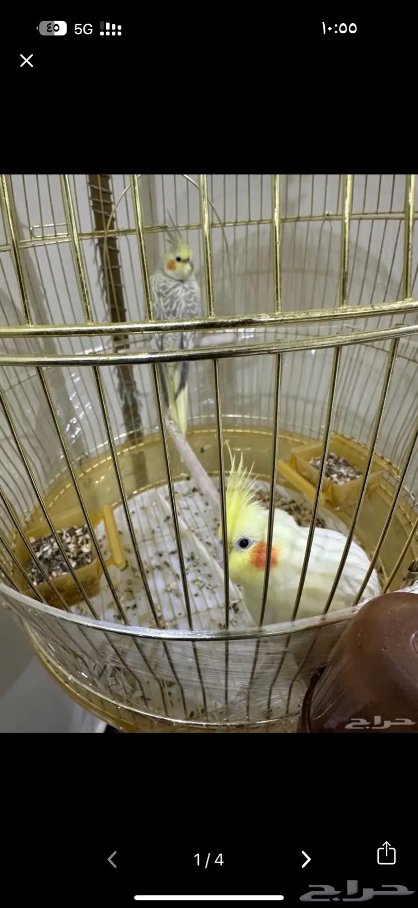 طيور كروان للبيع64514844956034112