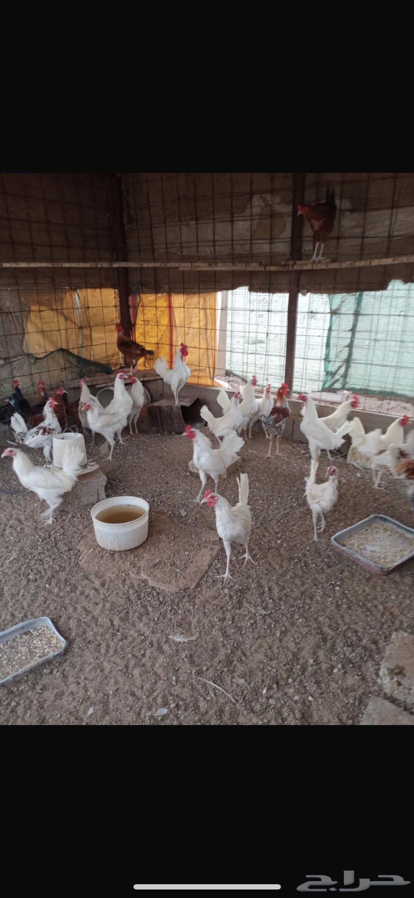 للبيع ديكه بلدي64516141773570111