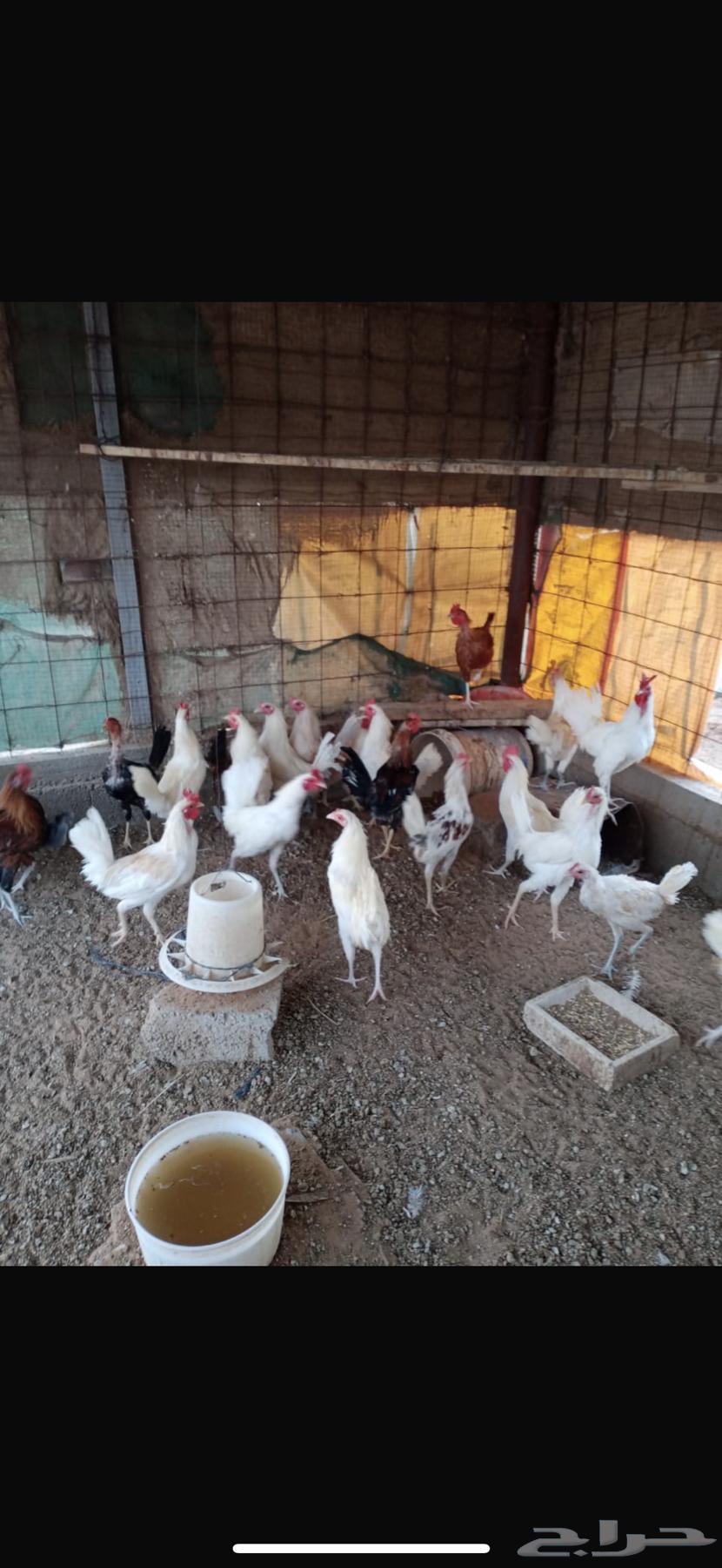 للبيع ديكه بلدي64516141773570112