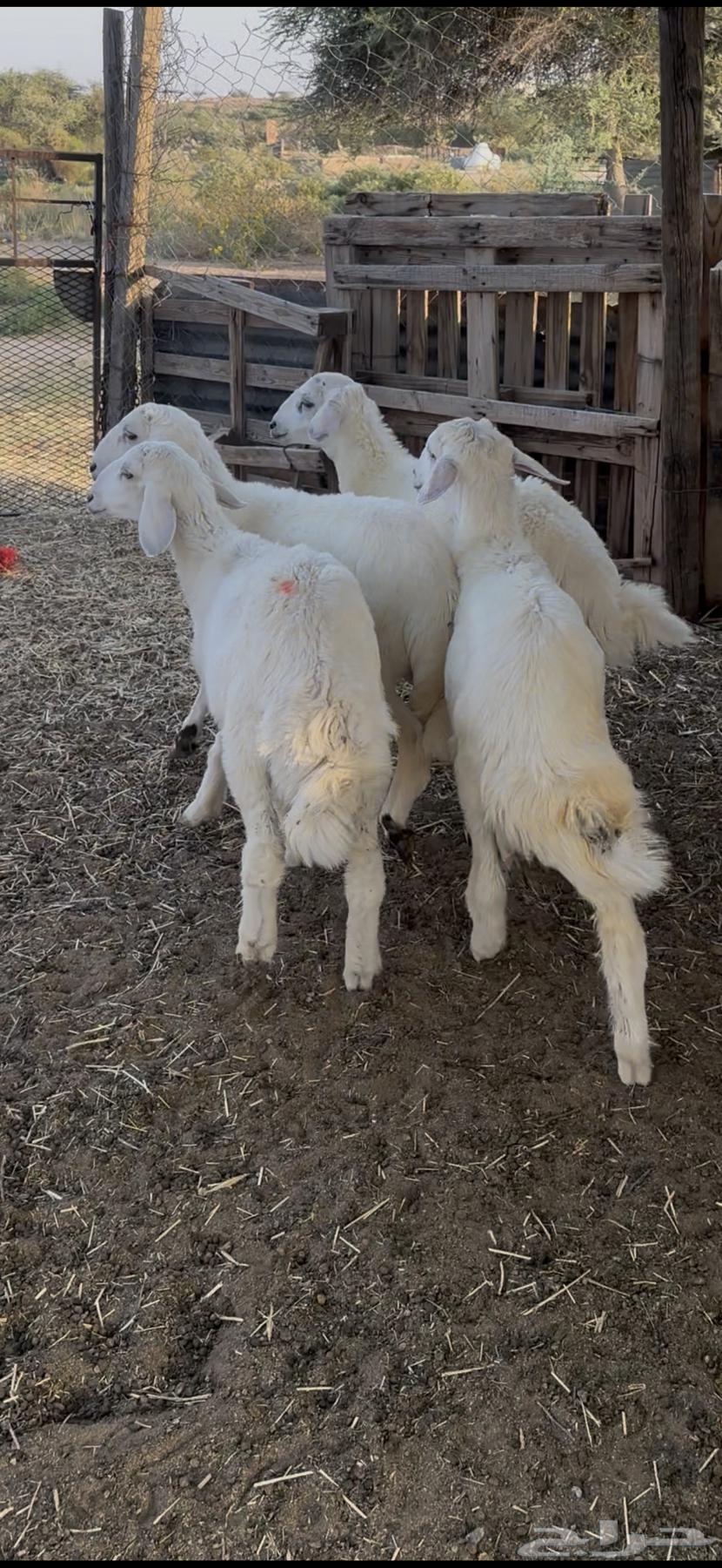 بهم حري كفو64516510856578112