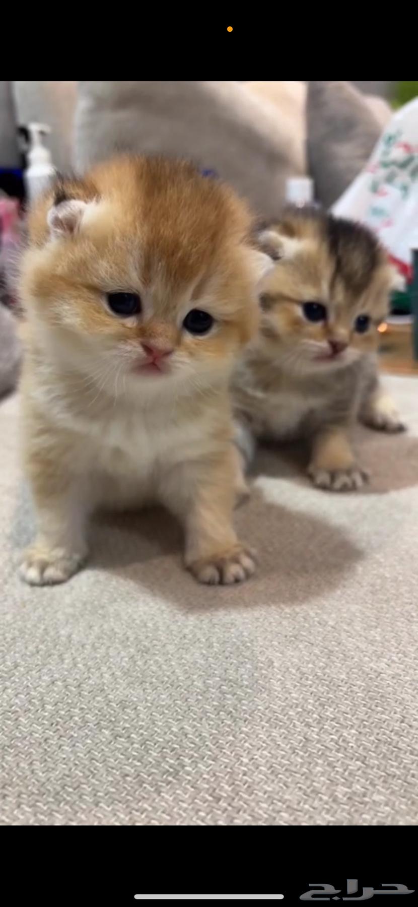 Scotch Gold High-Level Breeding, Not for Sale64517104820481110