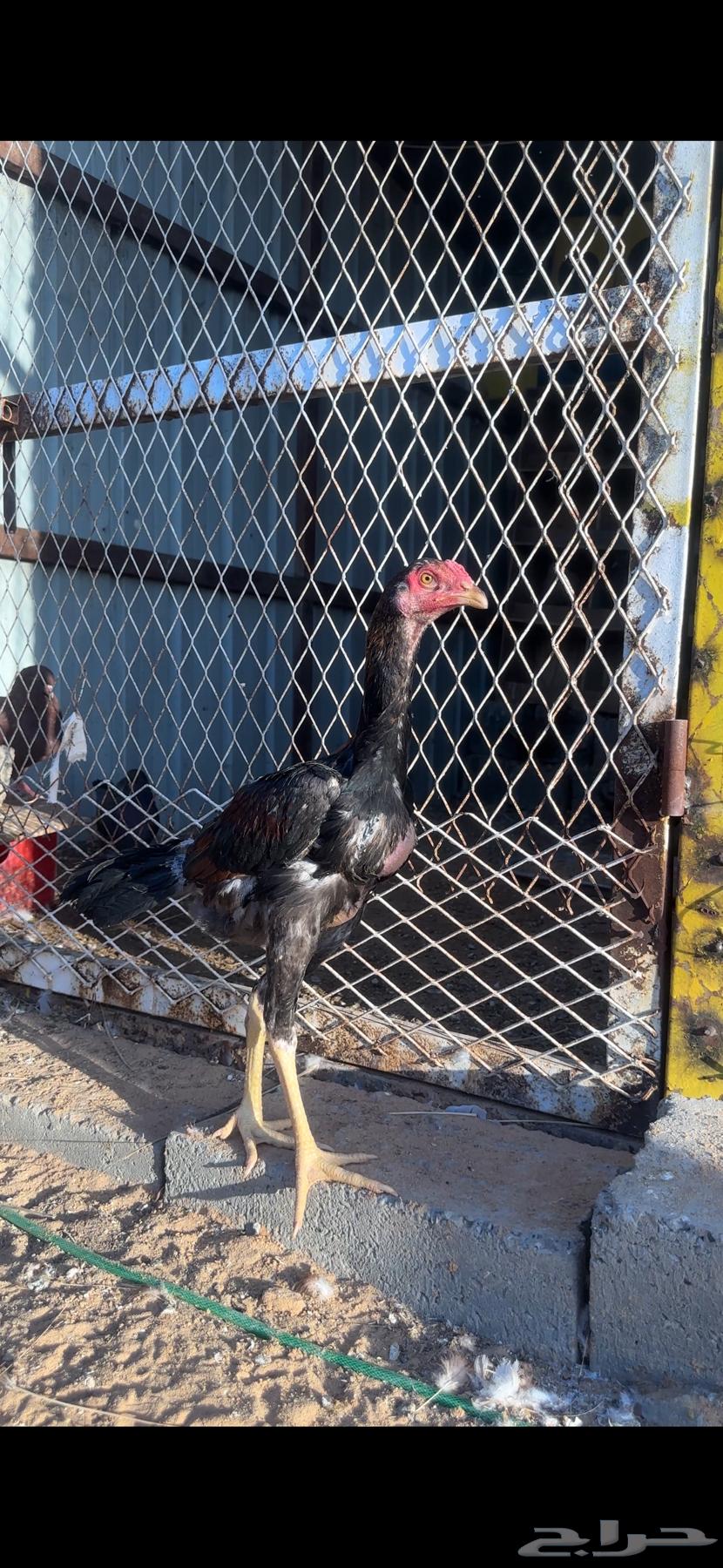 ديوك بكستاني64511703434499110