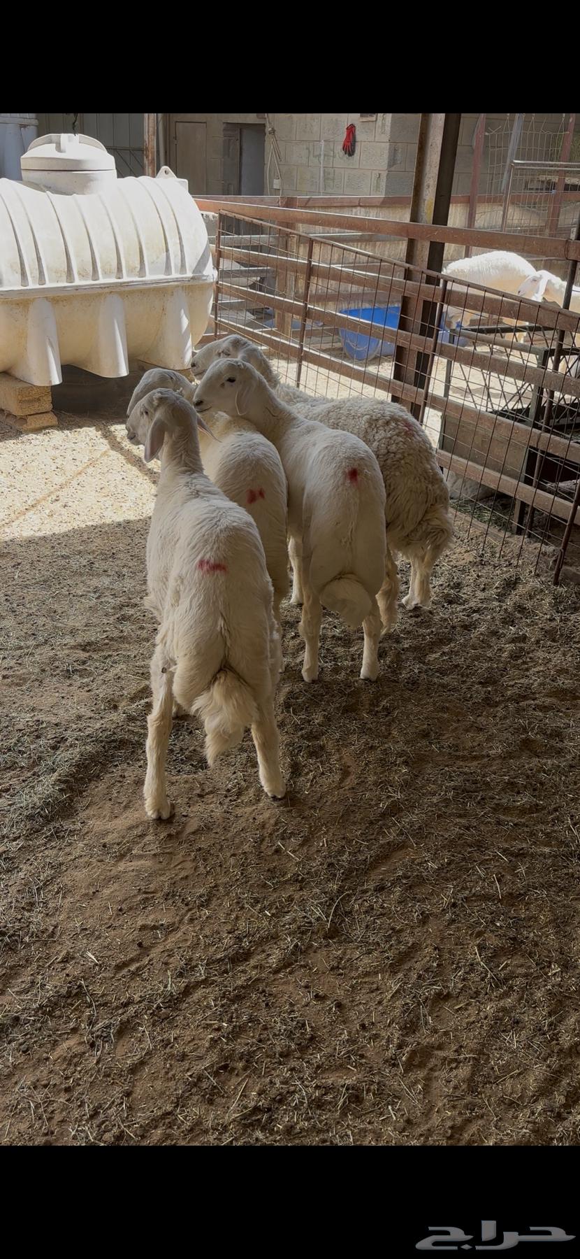 ذبايح بريه للبيع64516850907523114