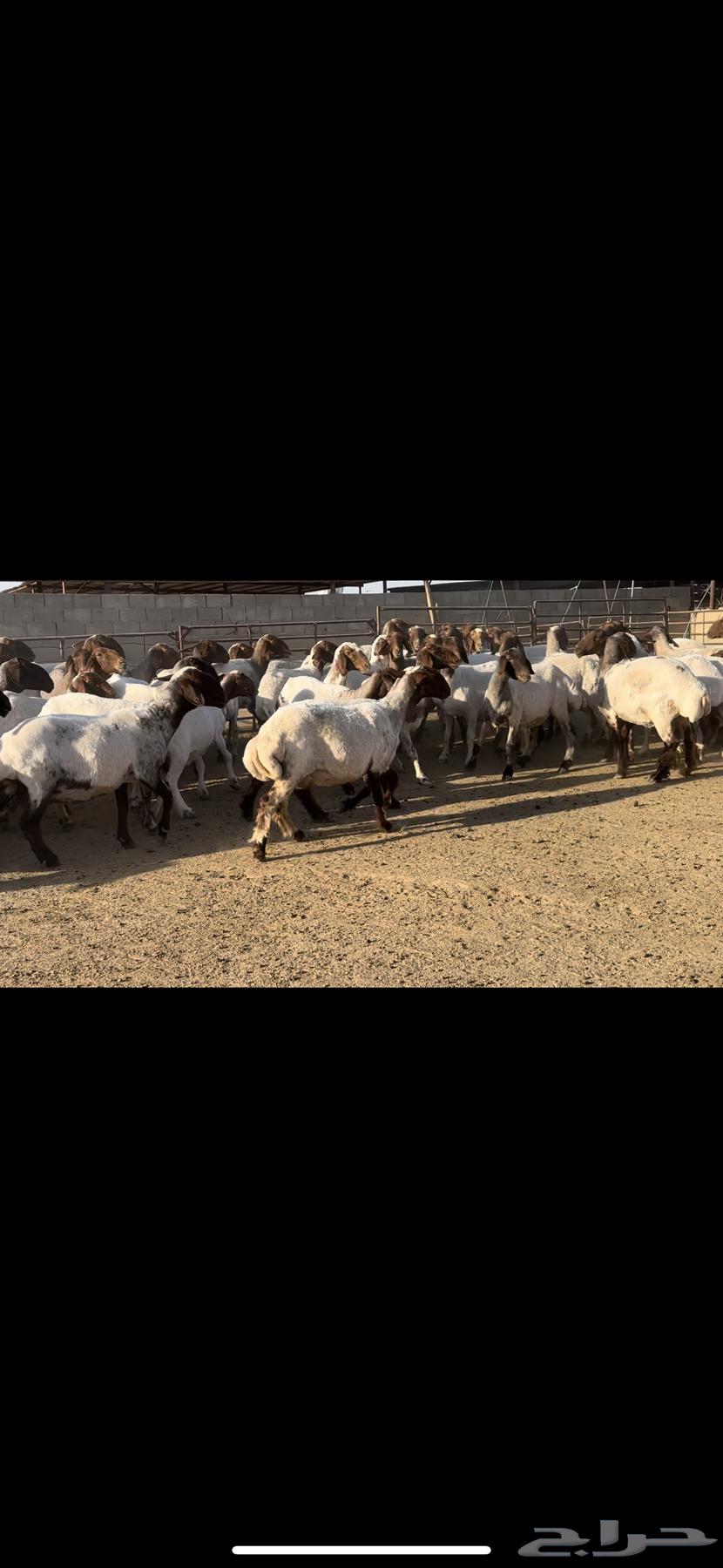 غنم نعيم مراح شرط الدفيع للبيع64516240019587111