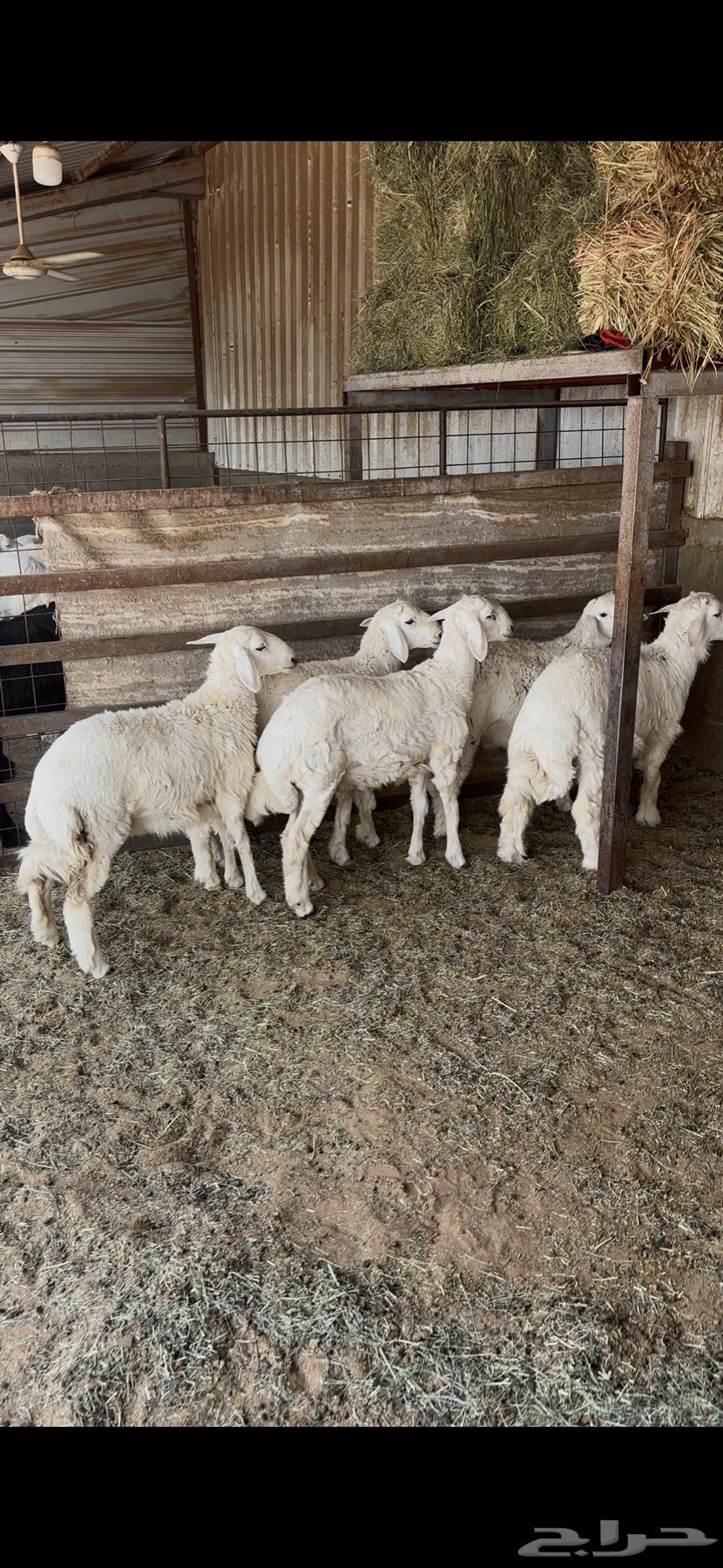 ذبايح بريه للبيع64516850907523110