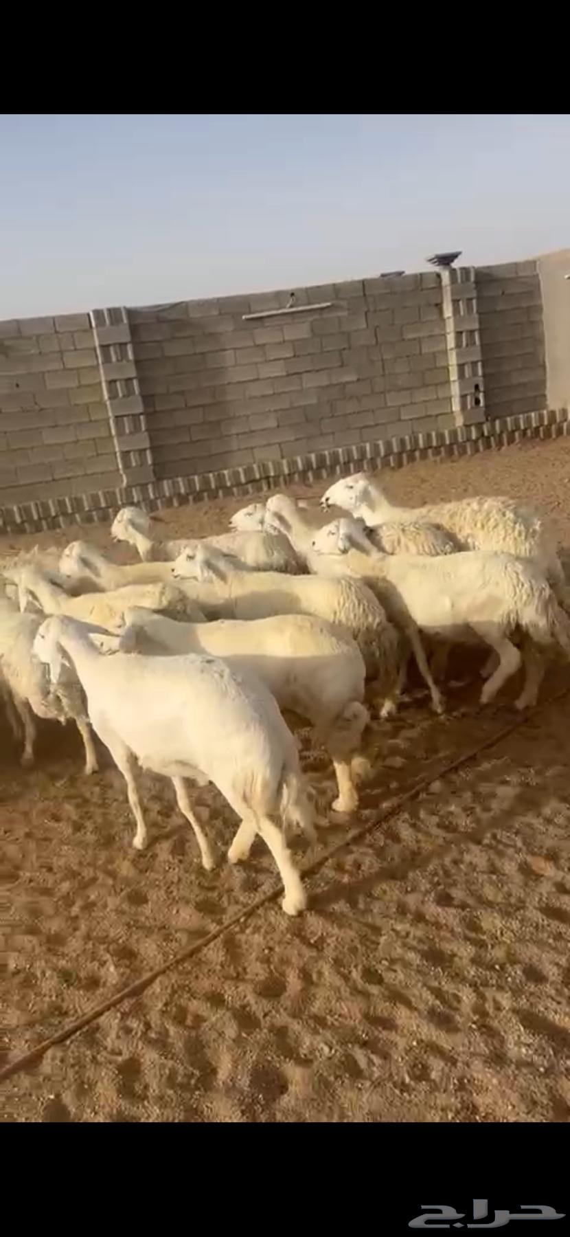 ضان حرية مقاني دفيع64510888076930111