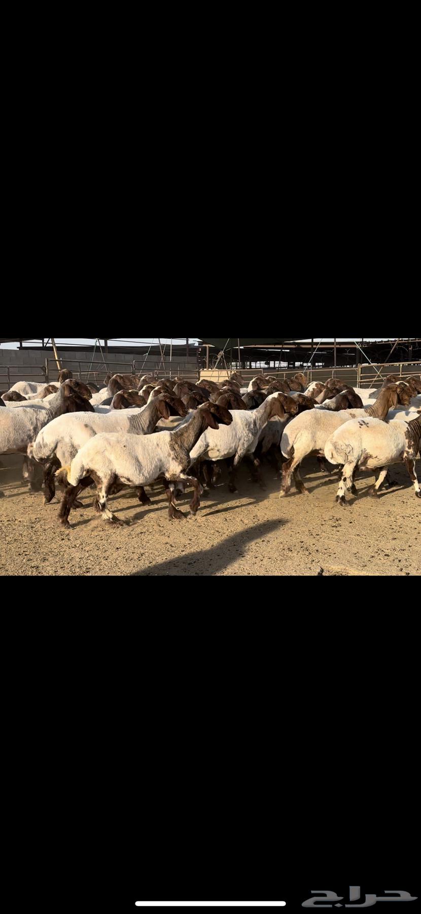 غنم نعيم مراح شرط الدفيع للبيع64516240019587110