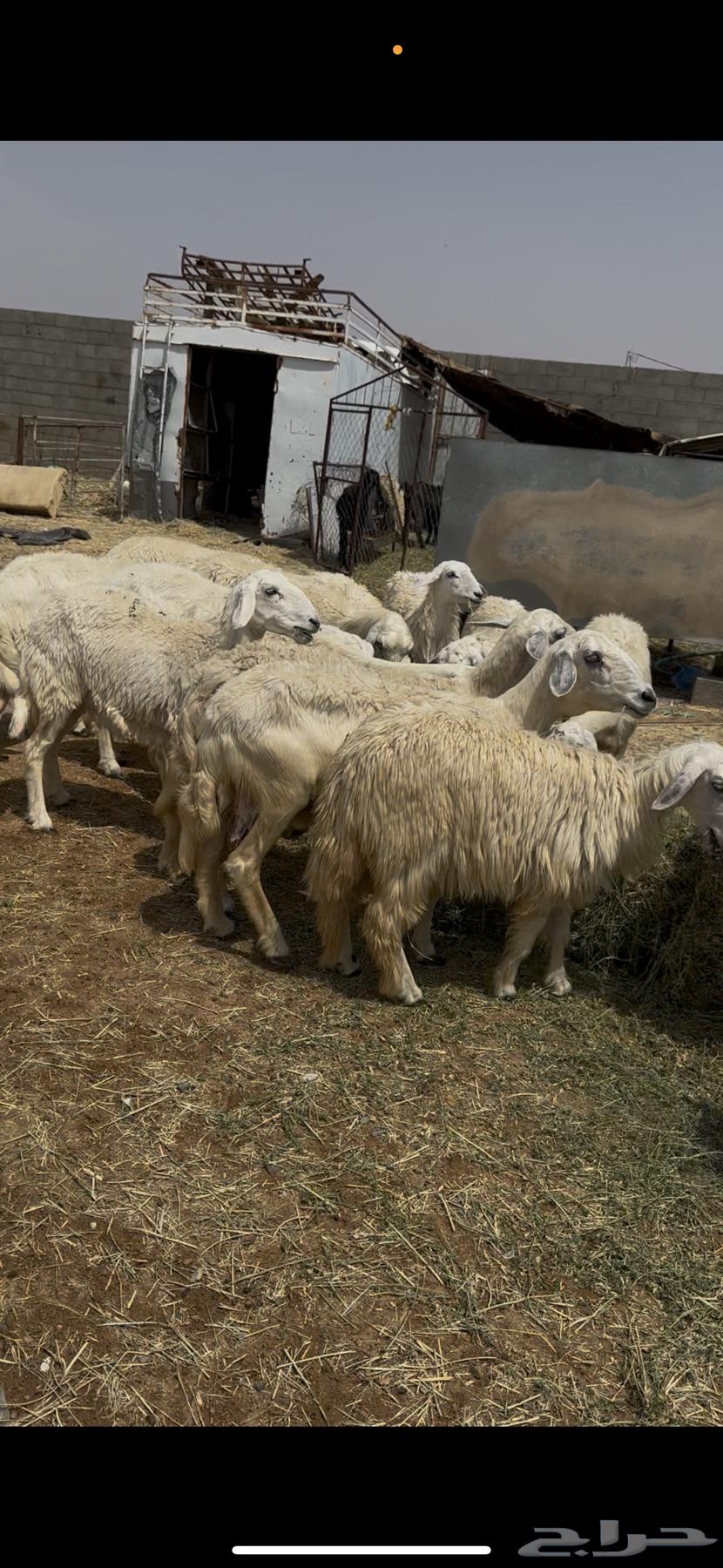 ضان بلديه دفيع العدد 2464515318769410111