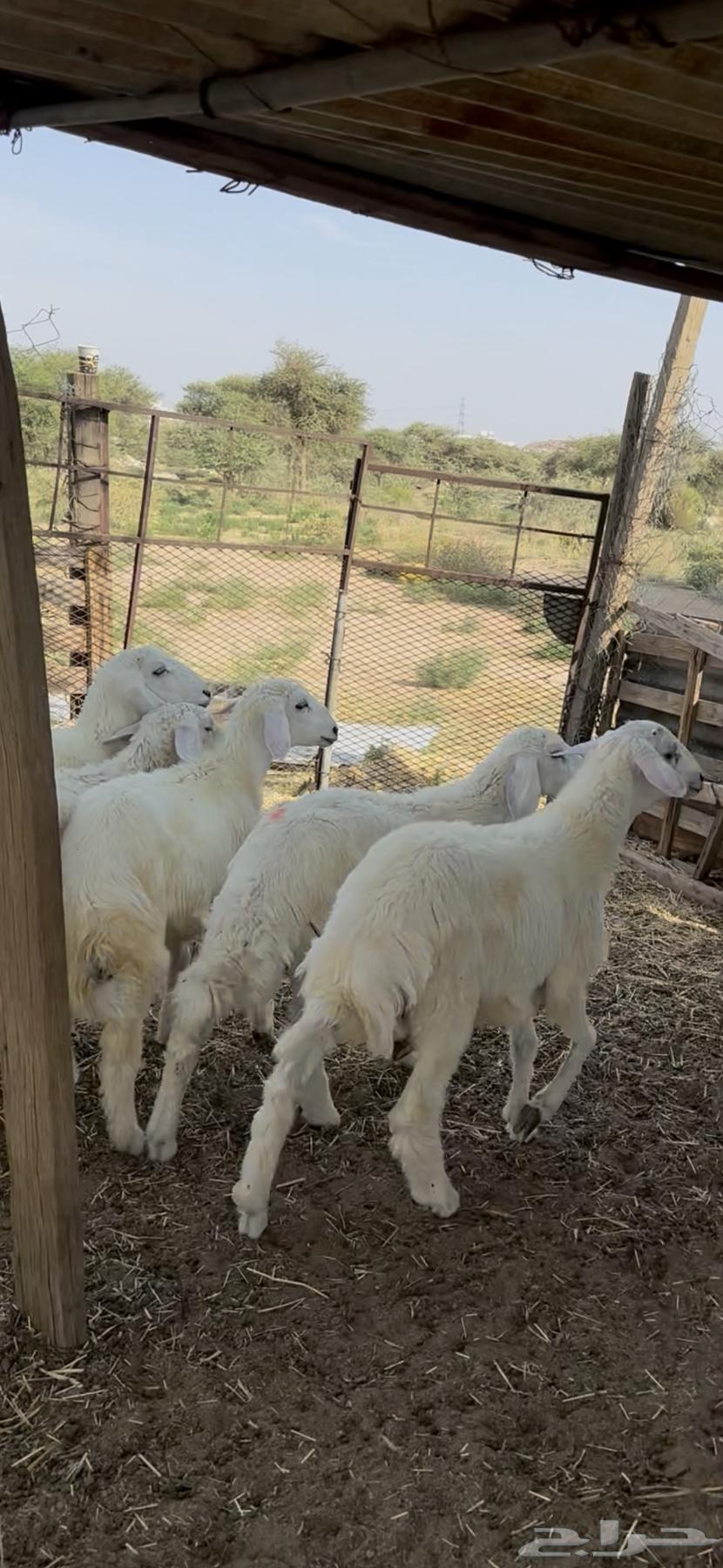 بهم حري كفو64516510856578111