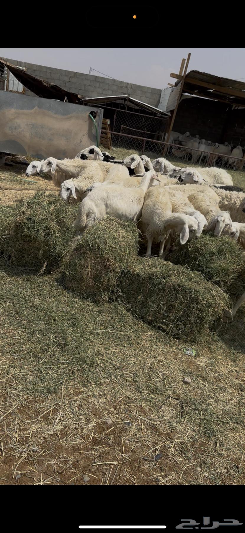 ضان بلديه دفيع العدد 2464515318769410113