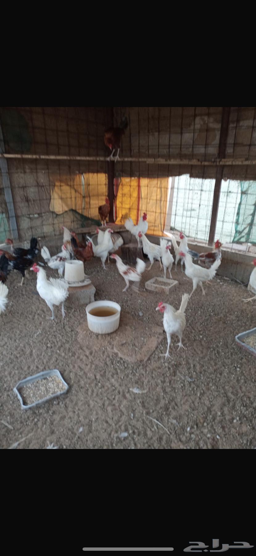 للبيع ديكه بلدي64516141773570110