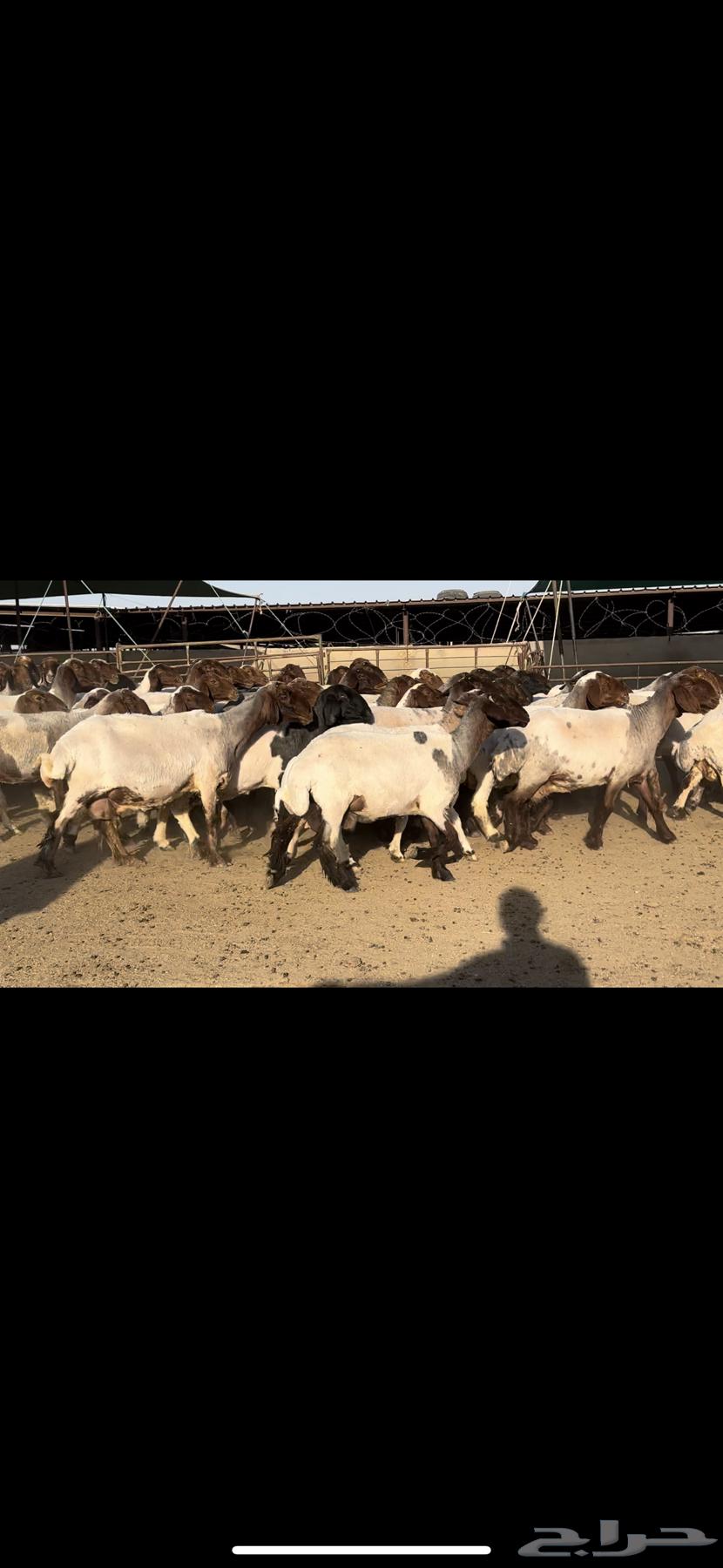 غنم نعيم مراح شرط الدفيع للبيع64516240019587112
