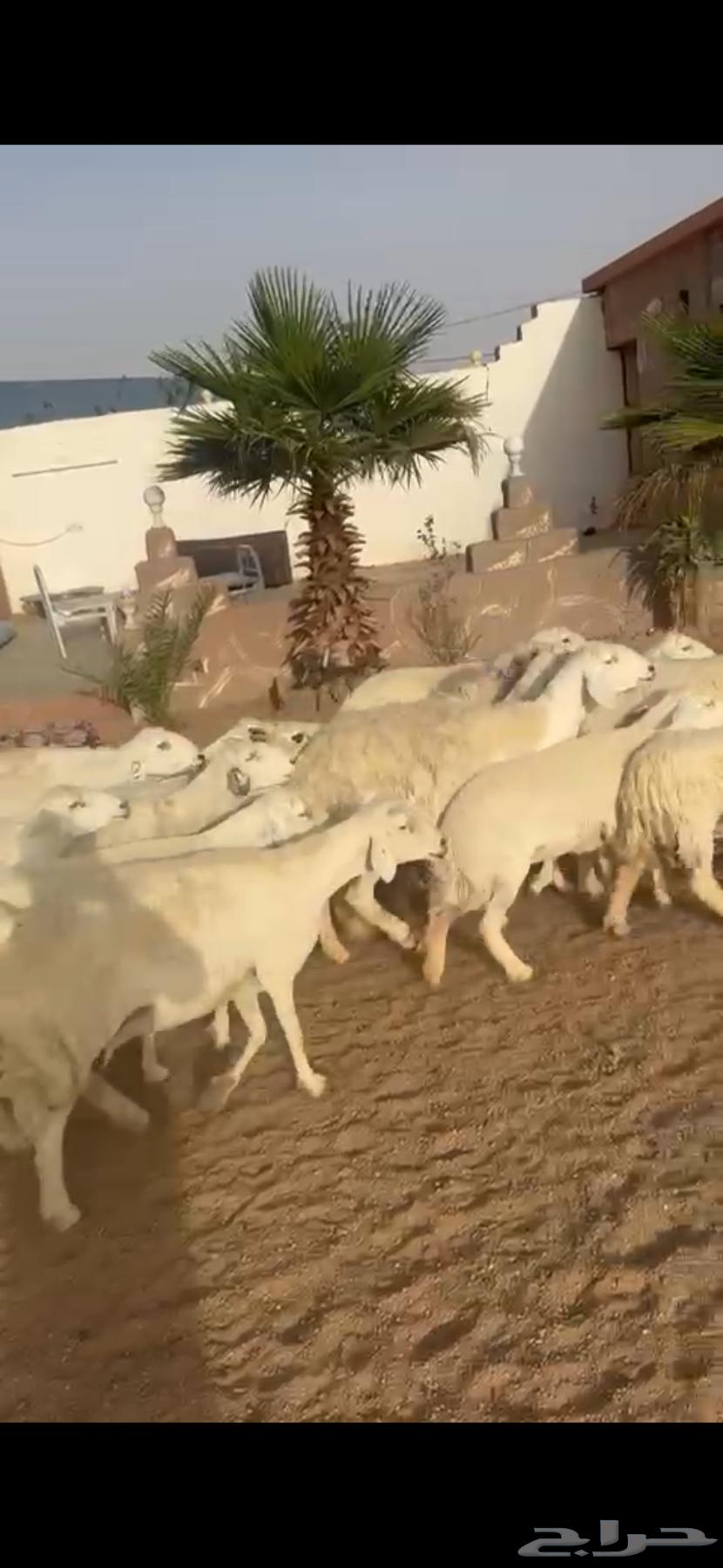 ضان حرية مقاني دفيع64510888076930110