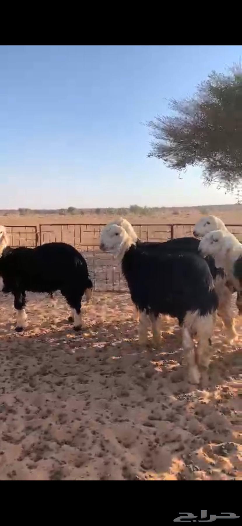 للبيع طليان نجد64513135409665113