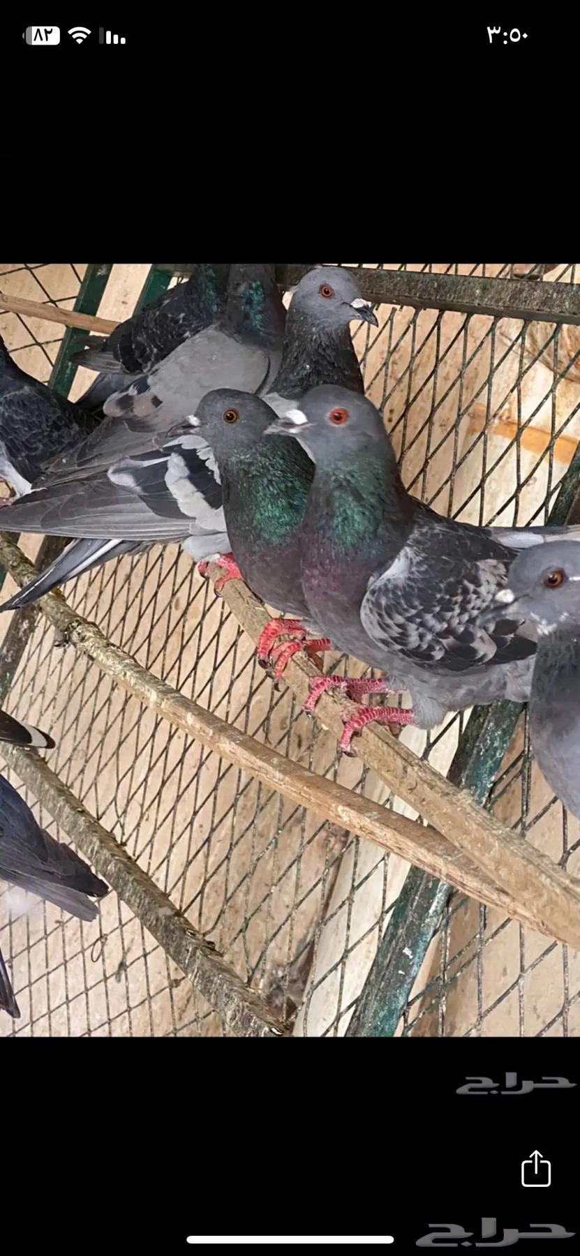 حمام سوادي بري للصقور64514789555970112