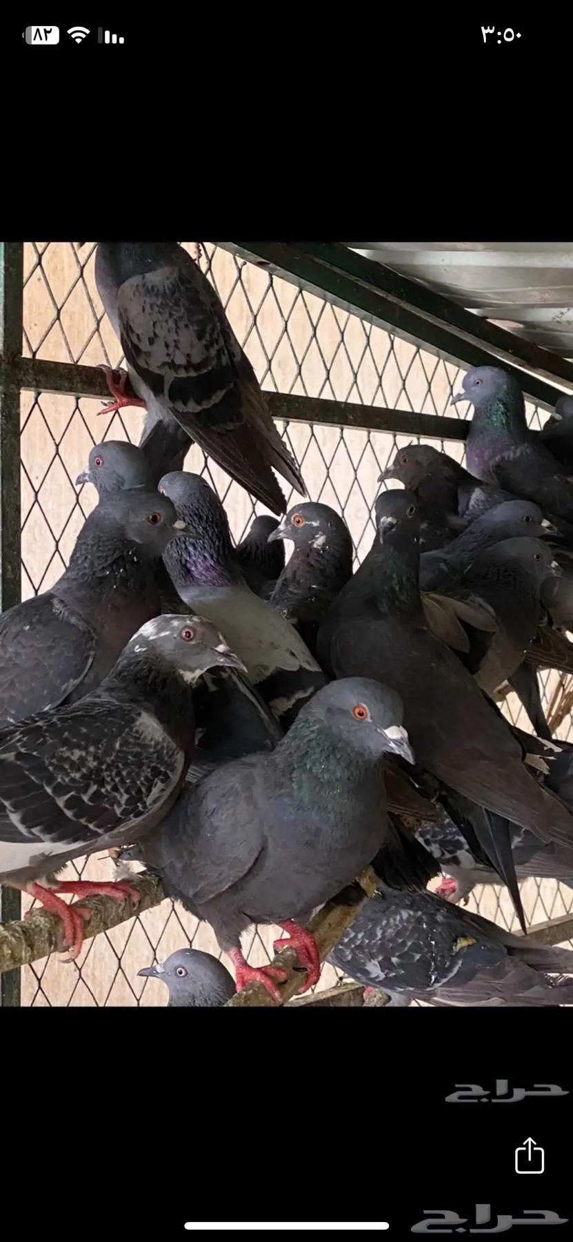 حمام سوادي بري للصقور64514789555970113