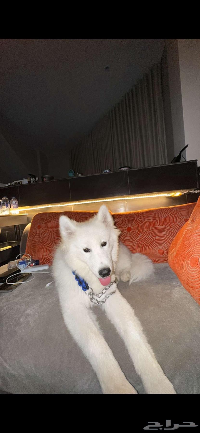 كلب سامويد64518860143489111