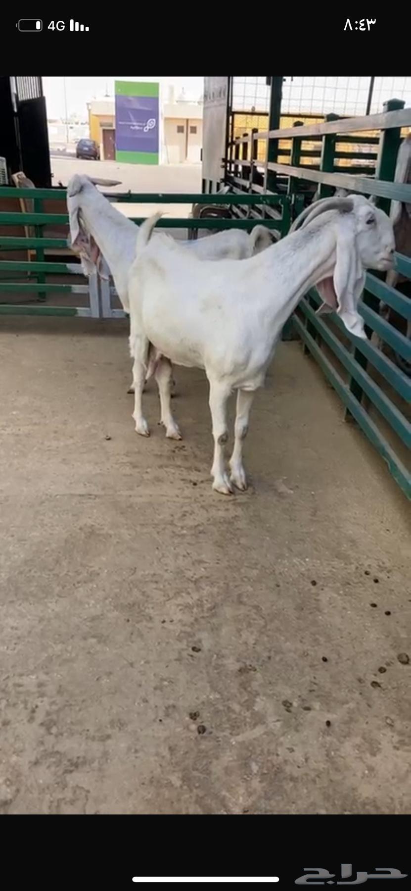 Dafi3 F7s Snar64517392170113110