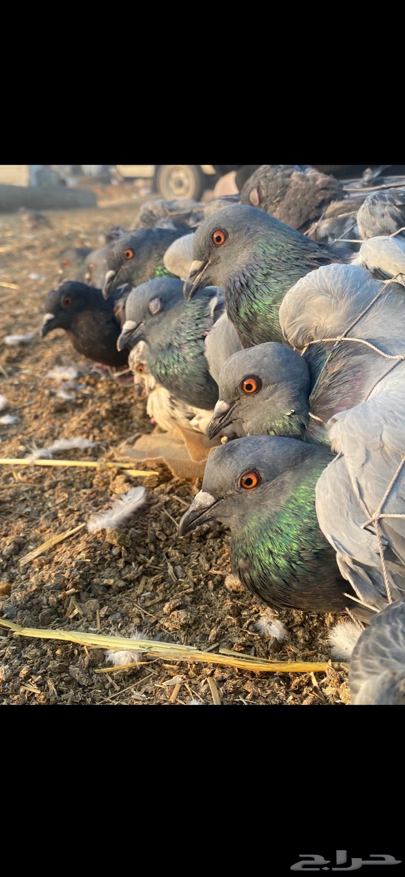 حمام سوادي بري للصقور64514789555970110