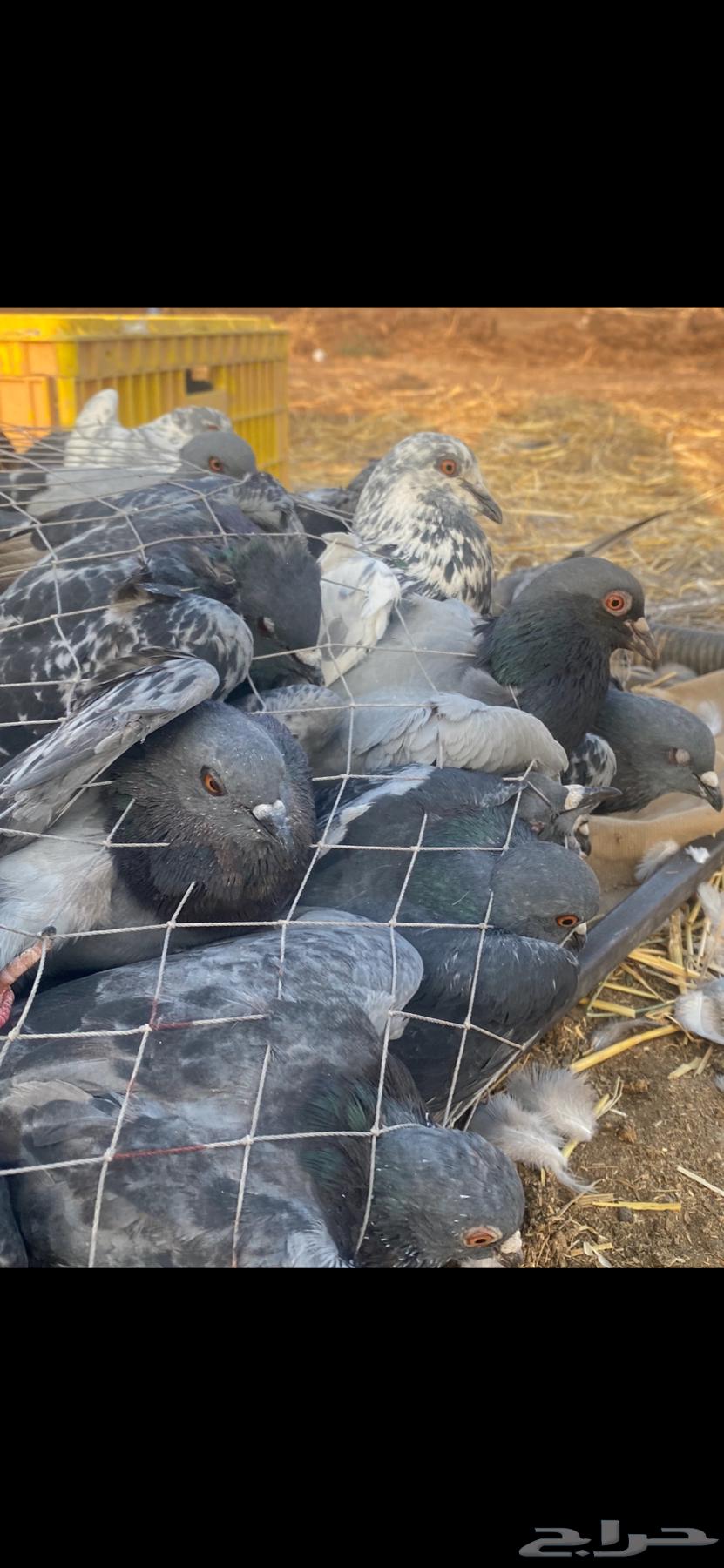 حمام سوادي بري للصقور64514789555970111