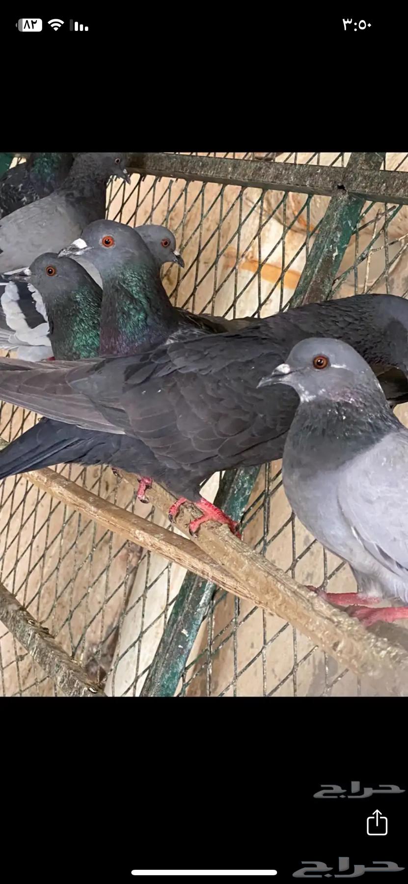 حمام سوادي بري للصقور64514789555970114