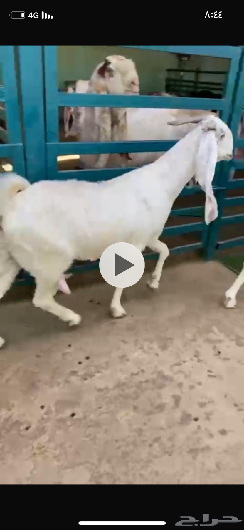 Dafi3 F7s Snar64517392170113111