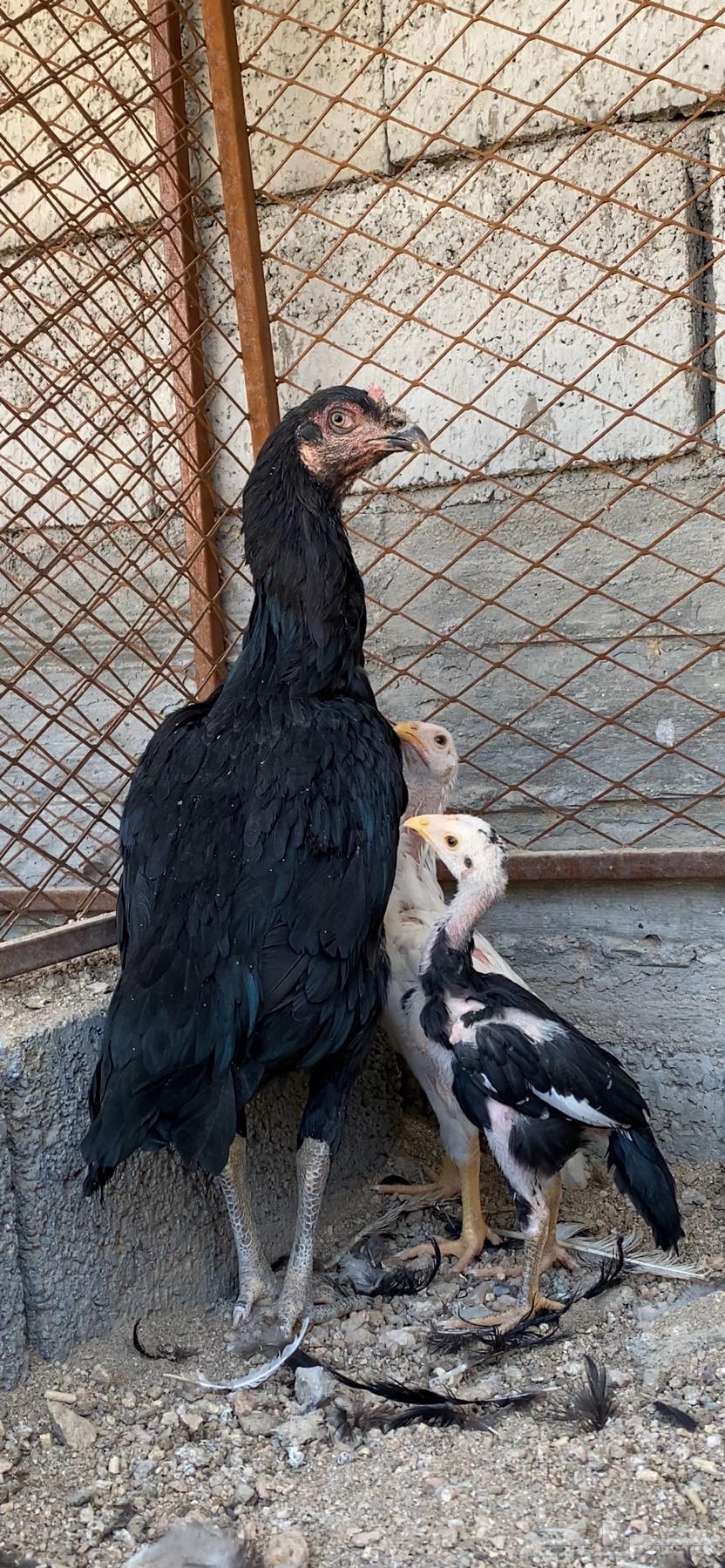 دجاجه سنديه معها فرخين انتاج غبشان ( تم البيع )64514334318338110