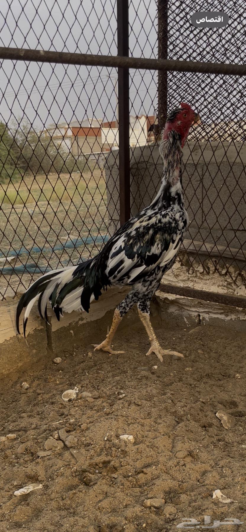 Sindhi Couple64518353649155113